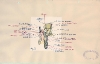 thumbs madsenplate6 Madsen Light machine gun