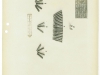 thumbs pedersen12 US Pedersen .276 rifle