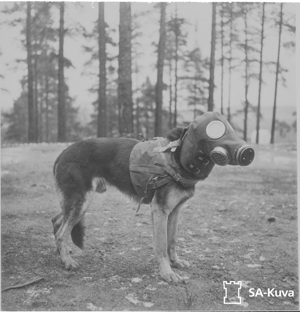 Finnish dog wearing a canine gas mask during the Winter War