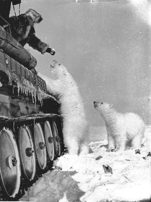 Feeding bears from a tank