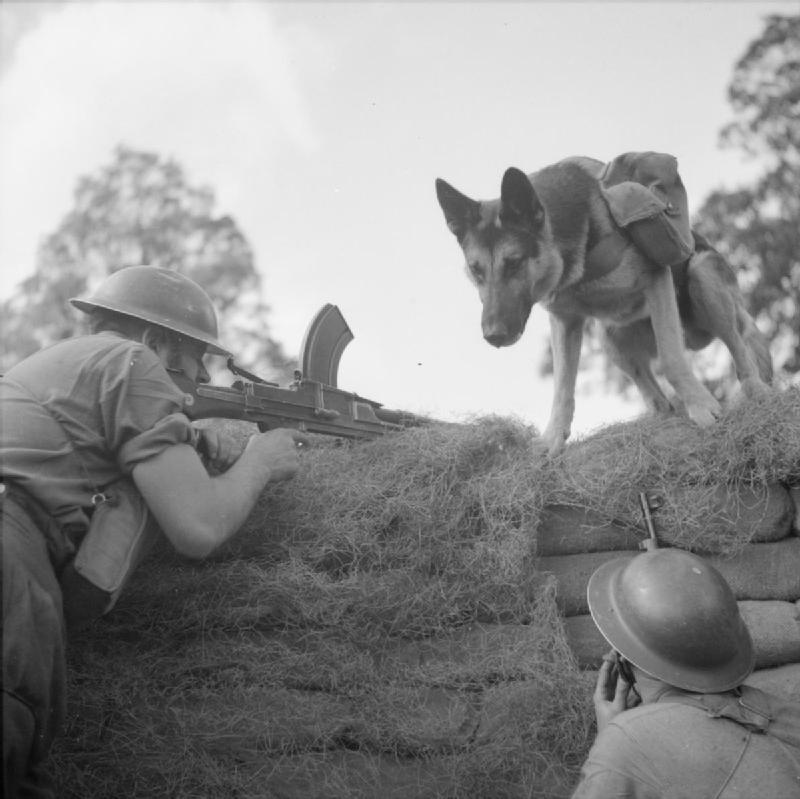 Mark (a dog ammunition carrier) delivers ammo to a Bren gun team, Eastern Command 20 August 1941